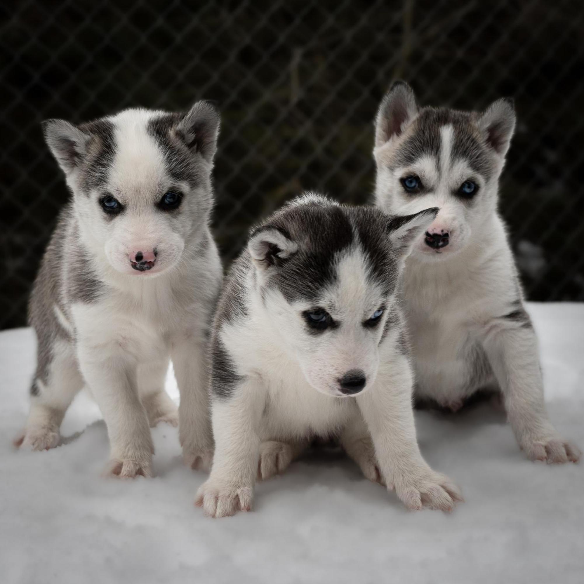 Huettenhotel Husky Lodge Muotathal Dış mekan fotoğraf