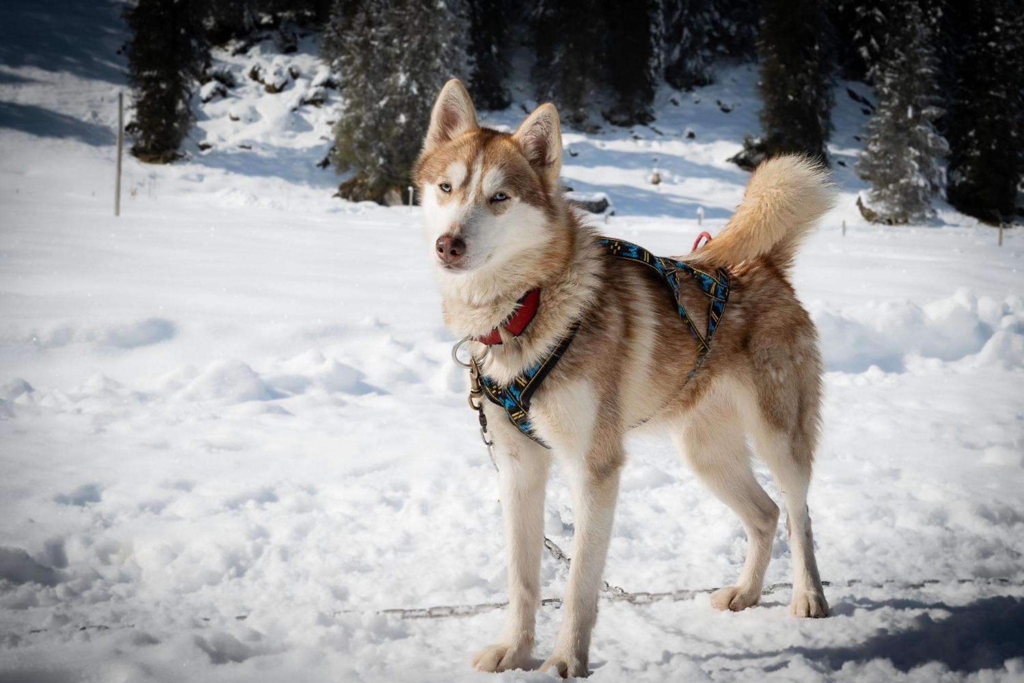 Huettenhotel Husky Lodge Muotathal Dış mekan fotoğraf