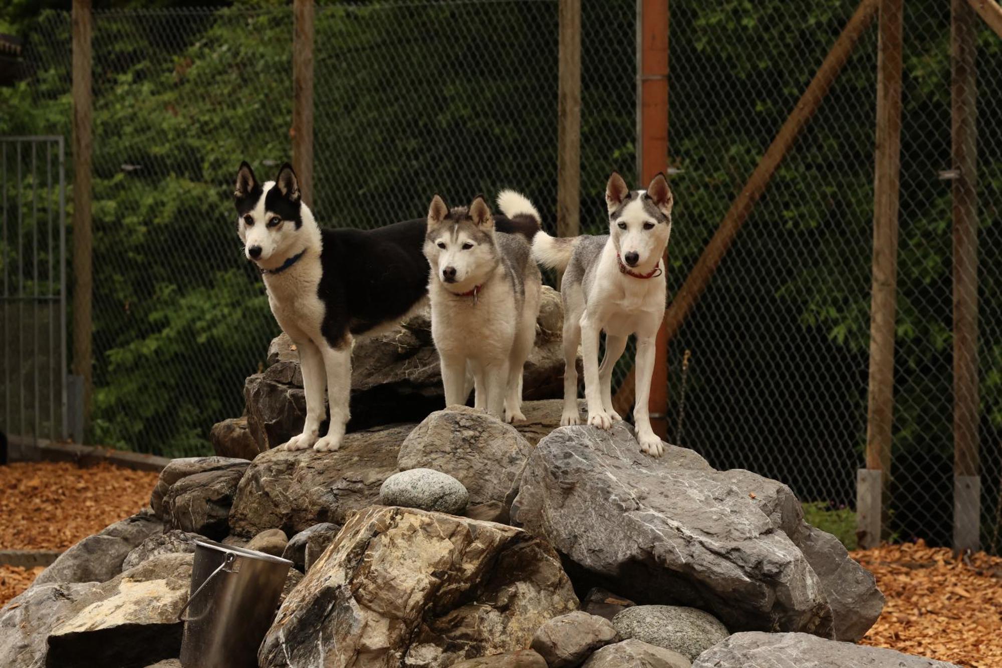 Huettenhotel Husky Lodge Muotathal Dış mekan fotoğraf