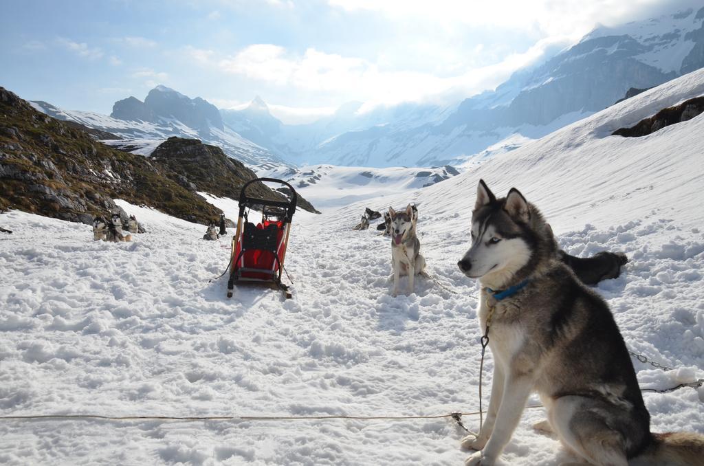 Huettenhotel Husky Lodge Muotathal Dış mekan fotoğraf